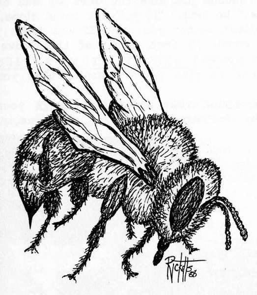 killer bee insect drawing