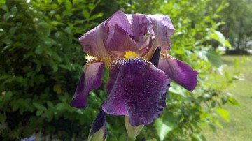 Purple iris